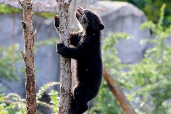 Birllenbär Zoo Frankfurt am Main 2017