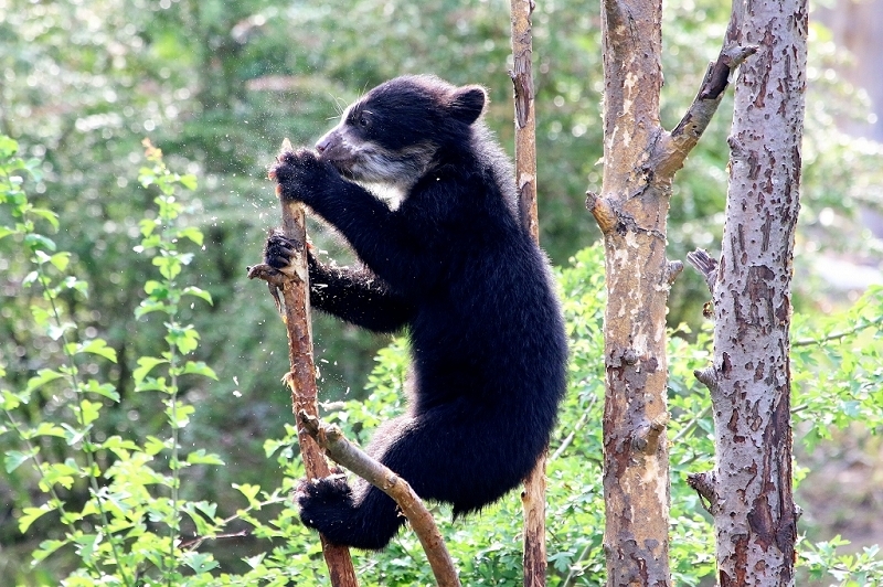 Birllenbär Zoo Frankfurt am Main 2017