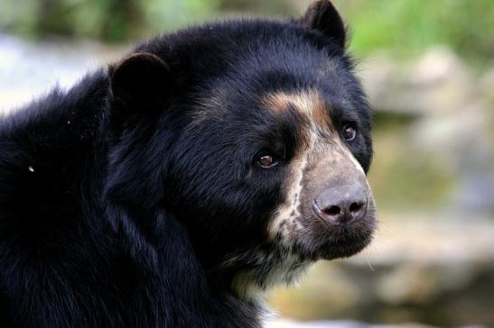 Brillenbär Zoo Frankfurt am Main 2015