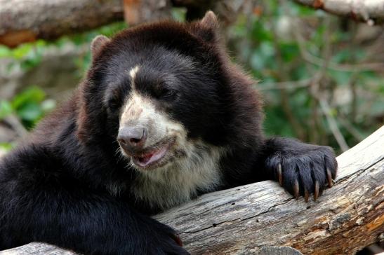 Brillenbär Zoo Frankfurt am Main 2015