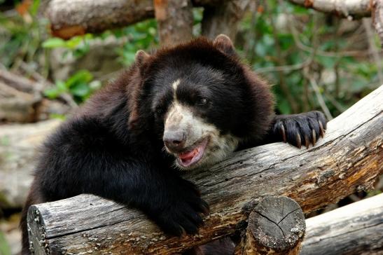 Brillenbär Zoo Frankfurt am Main 2015