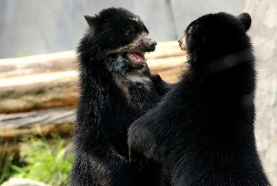 Brillenbär Zoo Frankfurt am Main 2015