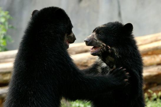 Brillenbär Zoo Frankfurt am Main 2015