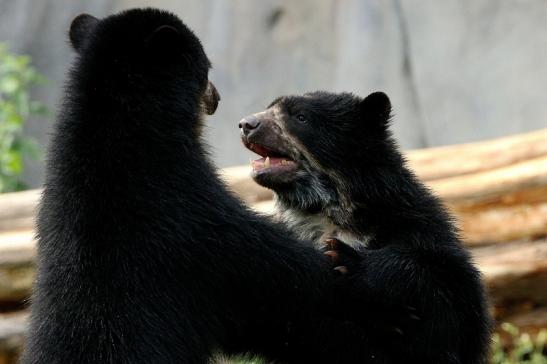 Brillenbär Zoo Frankfurt am Main 2015