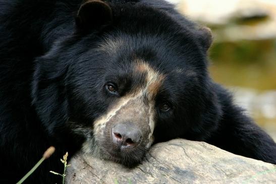 Brillenbär Zoo Frankfurt am Main 2015