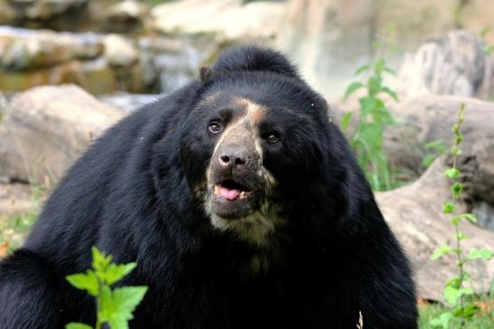 Brillenbär Zoo Frankfurt am Main 2015