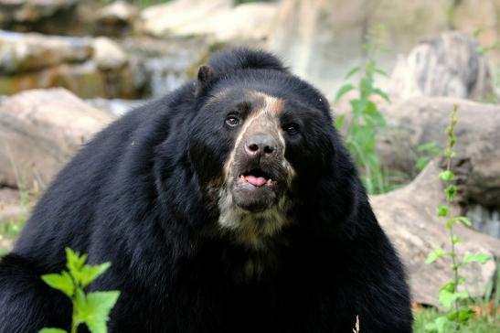 Brillenbär Zoo Frankfurt am Main 2015