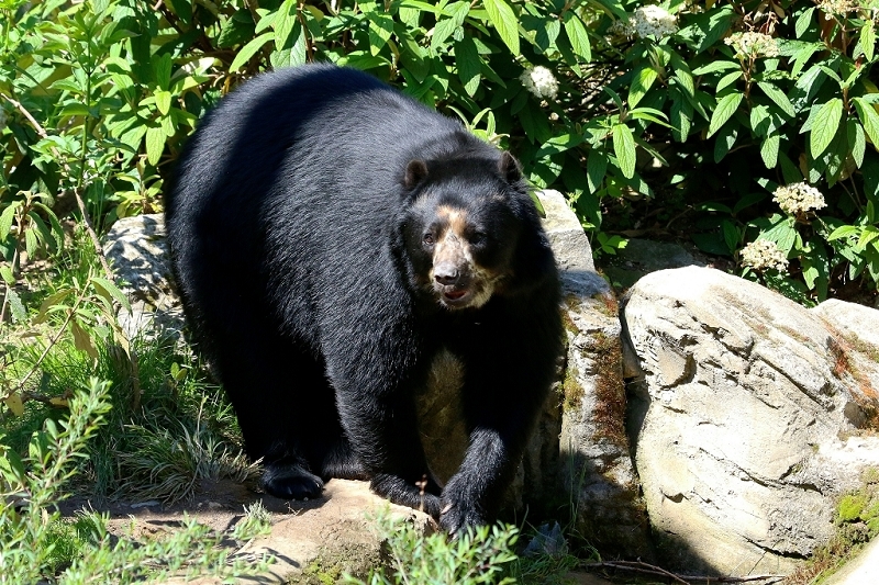 Birllenbär Zoo Frankfurt am Main 2017