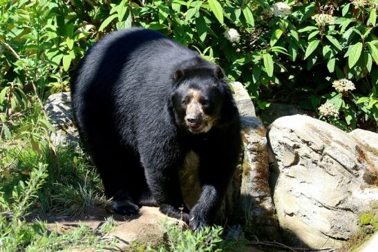 Birllenbär Zoo Frankfurt am Main 2017