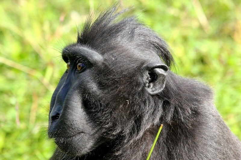 Schopfmakake Zoo Vivarium Darmstadt  2015