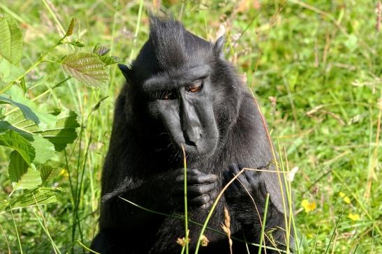 Schopfmakake Zoo Vivarium Darmstadt  2015