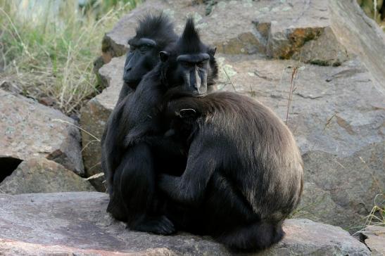 Schopfmakake Zoo Vivarium Darmstadt  2015