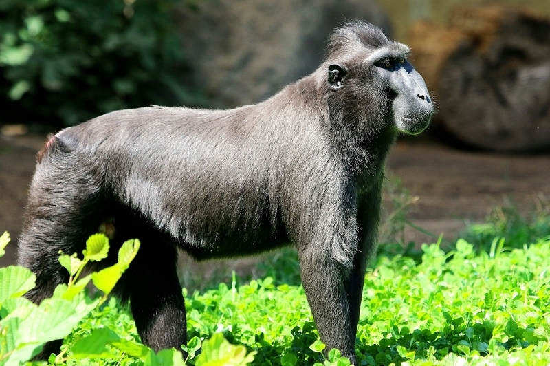 Schopfmakake Zoo Vivarium Darmstadt  2017