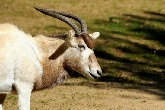 Addax-Mendesantilope Zoo Frankfurt am Main 2017