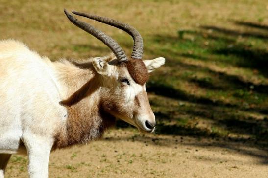 Addax-Mendesantilope Zoo Frankfurt am Main 2017