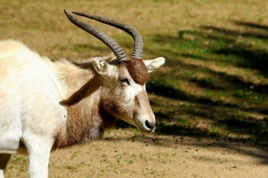 Addax-Mendesantilope Zoo Frankfurt am Main 2017