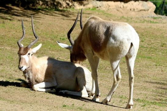 Addax-Mendesantilope Zoo Frankfurt am Main 2017