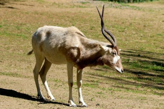 Addax-Mendesantilope Zoo Frankfurt am Main 2017