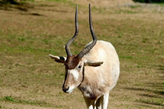 Addax-Mendesantilope Zoo Frankfurt am Main 2017