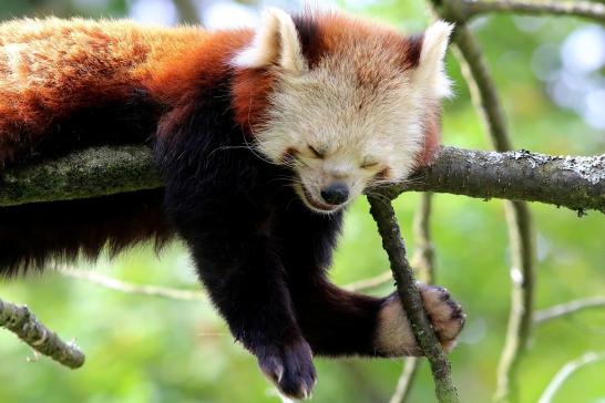 Roter Panda Opel Zoo Kronberg 2017