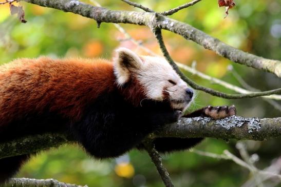 Roter Panda Opel Zoo Kronberg 2017