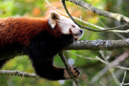 Roter Panda Opel Zoo Kronberg 2017