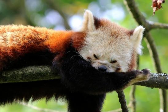 Roter Panda Opel Zoo Kronberg 2017