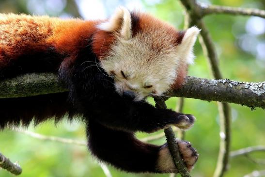 Roter Panda Opel Zoo Kronberg 2017