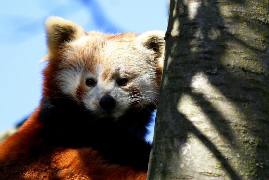 Roter Panda Opel Zoo Kronberg 2016