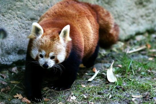 Roter Panda Opel Zoo Kronberg 2016