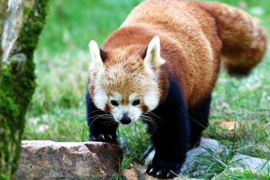 Roter Panda Opel Zoo Kronberg 2016