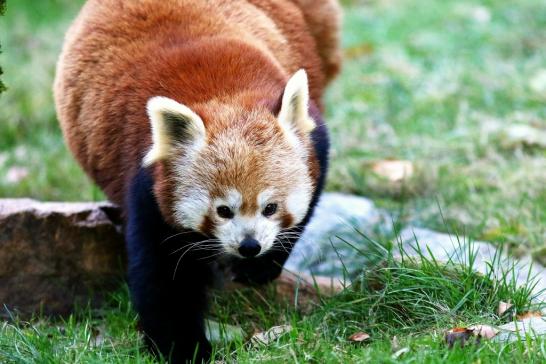 Roter Panda Opel Zoo Kronberg 2016