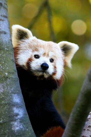 Roter Panda Opel Zoo Kronberg 2016