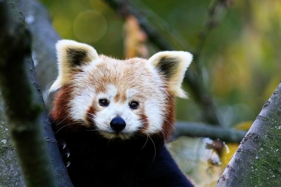 Roter Panda Opel Zoo Kronberg 2016