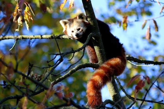 Roter Panda Opel Zoo Kronberg 2016