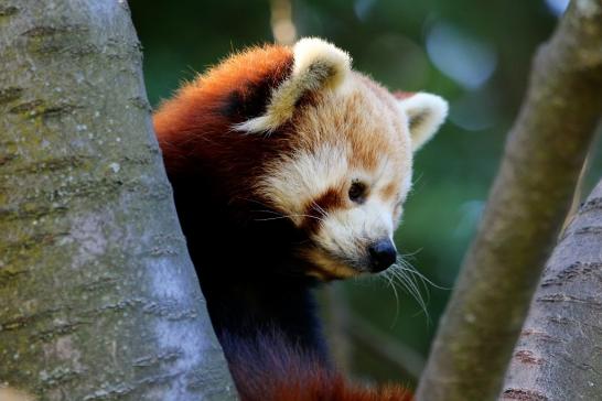 Roter Panda Opel Zoo Kronberg 2016