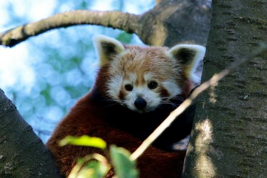 Roter Panda Opel Zoo Kronberg 2016