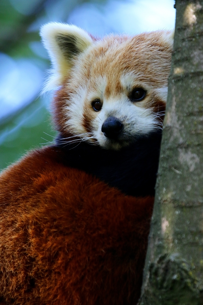 Roter Panda Opel Zoo Kronberg 2016