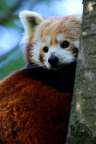 Roter Panda Opel Zoo Kronberg 2016