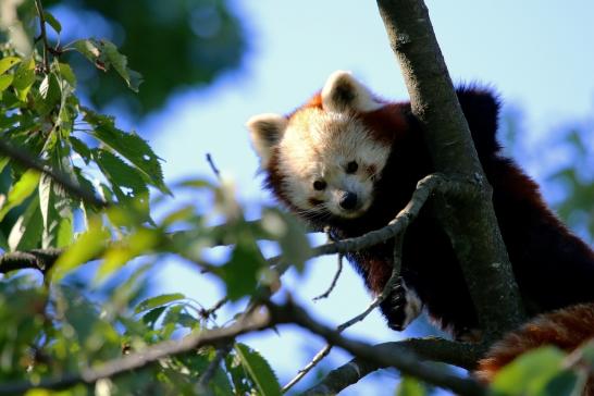 Roter Panda Opel Zoo Kronberg 2016