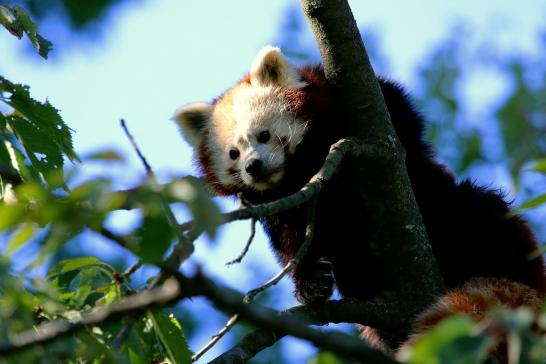 Roter Panda Opel Zoo Kronberg 2016