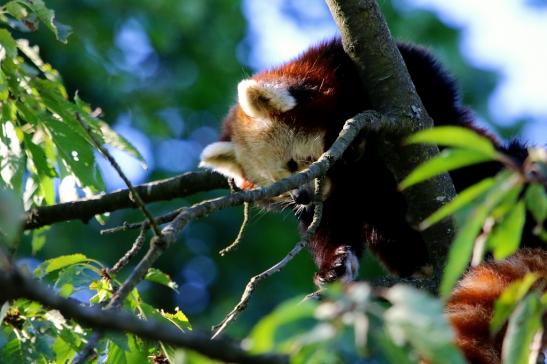 Roter Panda Opel Zoo Kronberg 2016