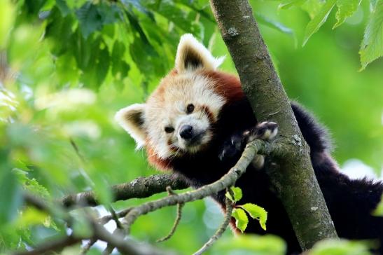 Roter Panda Opel Zoo Kronberg 2017