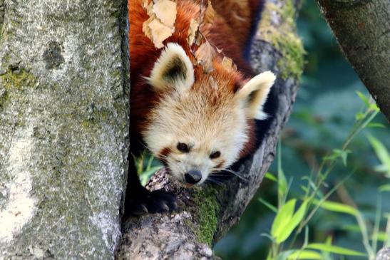 Roter Panda Opel Zoo Kronberg 2017