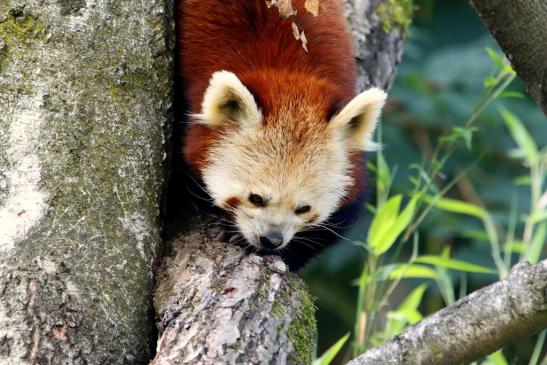 Roter Panda Opel Zoo Kronberg 2017