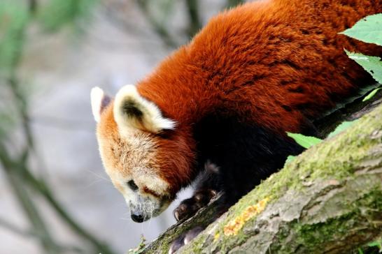 Roter Pandabär Opel Zoo Kronberg