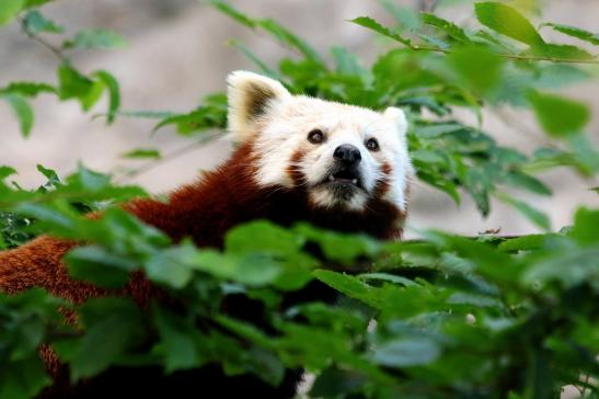 Roter Panda Opel Zoo Kronberg 2017