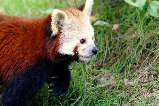 Roter Panda Opel Zoo Kronberg 2017