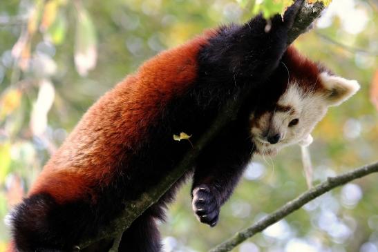 Roter Panda Opel Zoo Kronberg 2014