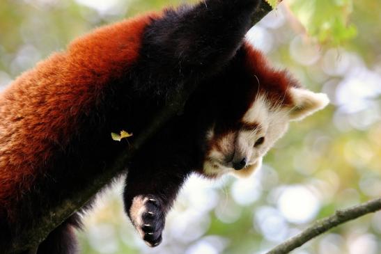 Roter Panda Opel Zoo Kronberg 2014